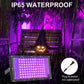 Waygor 100W LED Black Lights for Glow Party - Waygor IP65 Waterproof UV Blacklight Floodlight 395nm Black Light Spotlight Purple Black light Flood Light Fluorescent UV Light Lamp for Halloween Decor (2 Pack)